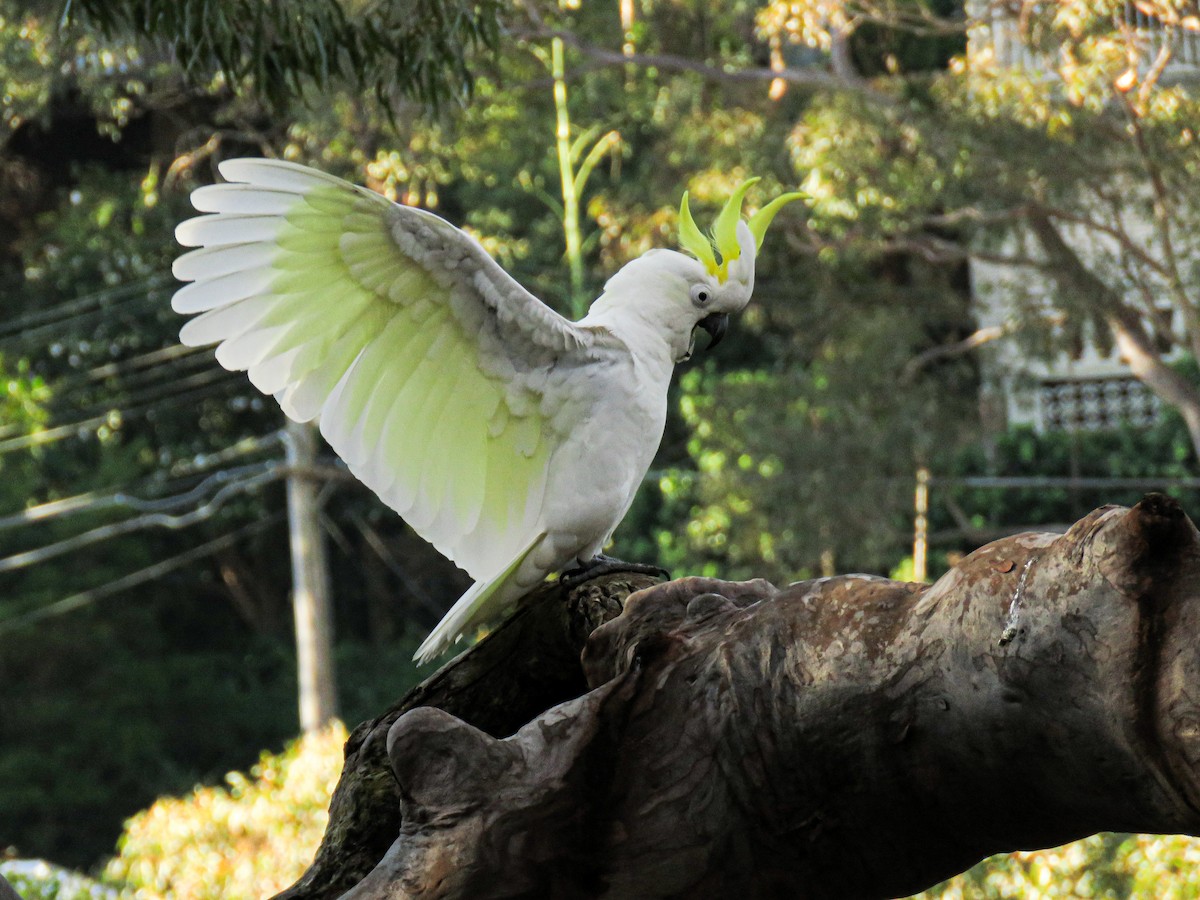 Sulphur-crested Cockatoo - Jorge Peláez Blanco