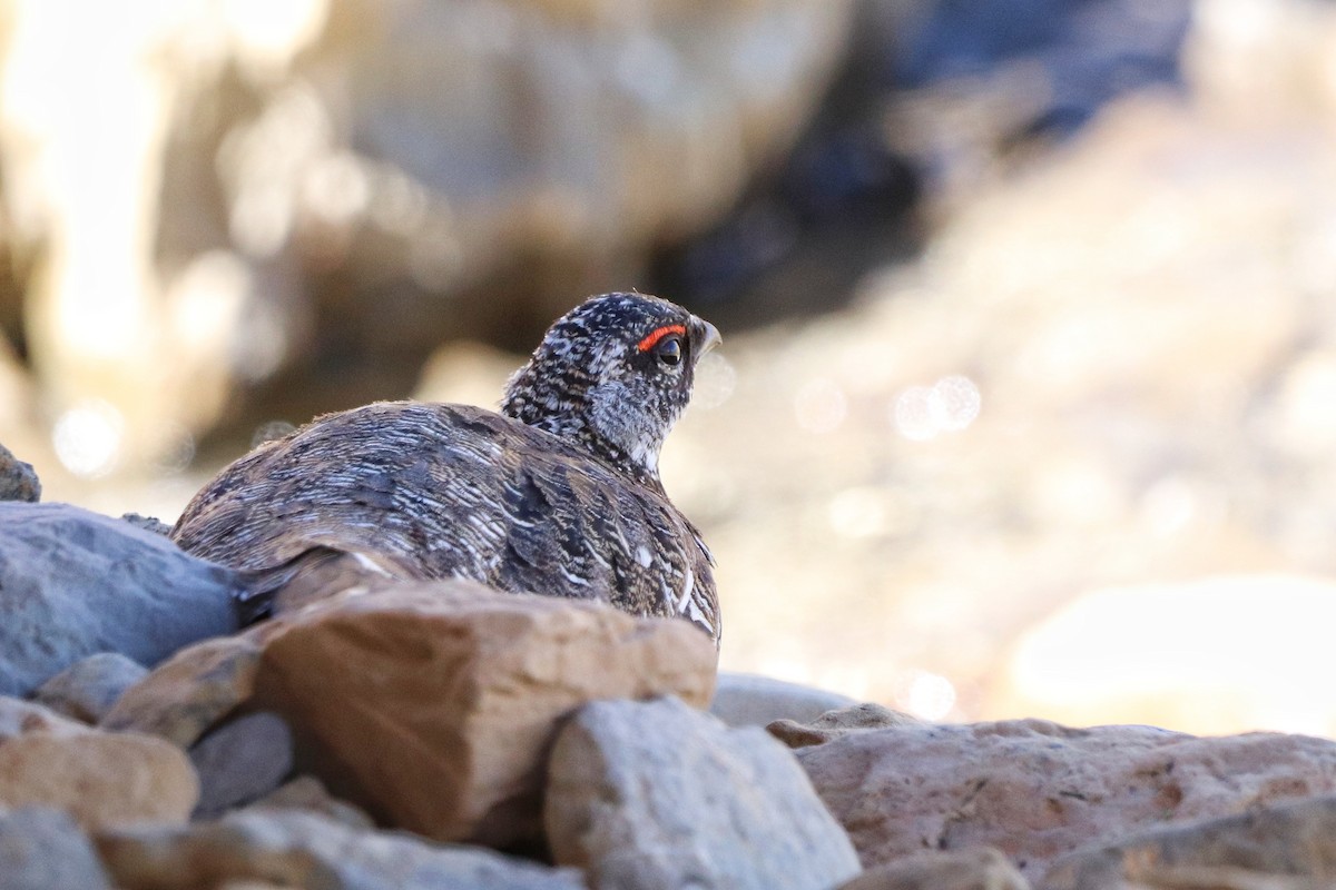 Rock Ptarmigan - ML465002371