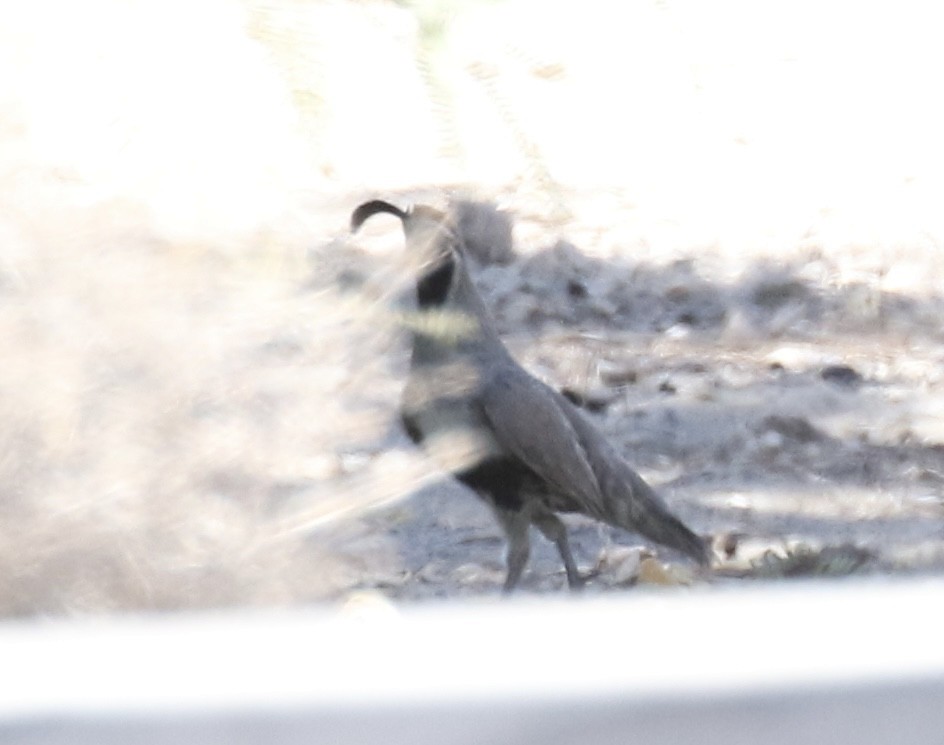 Gambel's Quail - ML465004631