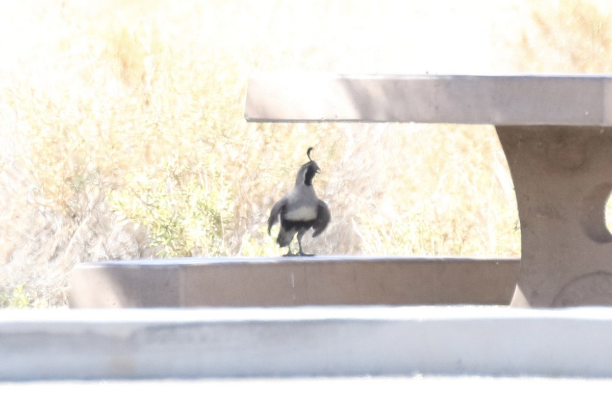 Gambel's Quail - ML465004641