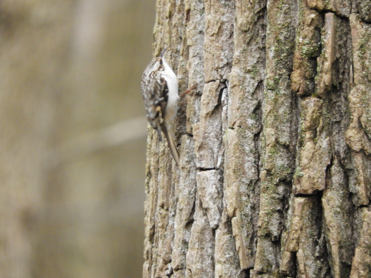 Brown Creeper - Lois Rockhill