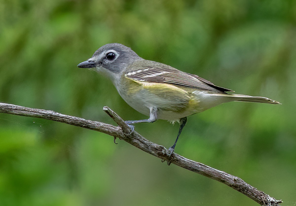 Blue-headed Vireo - ML465005771