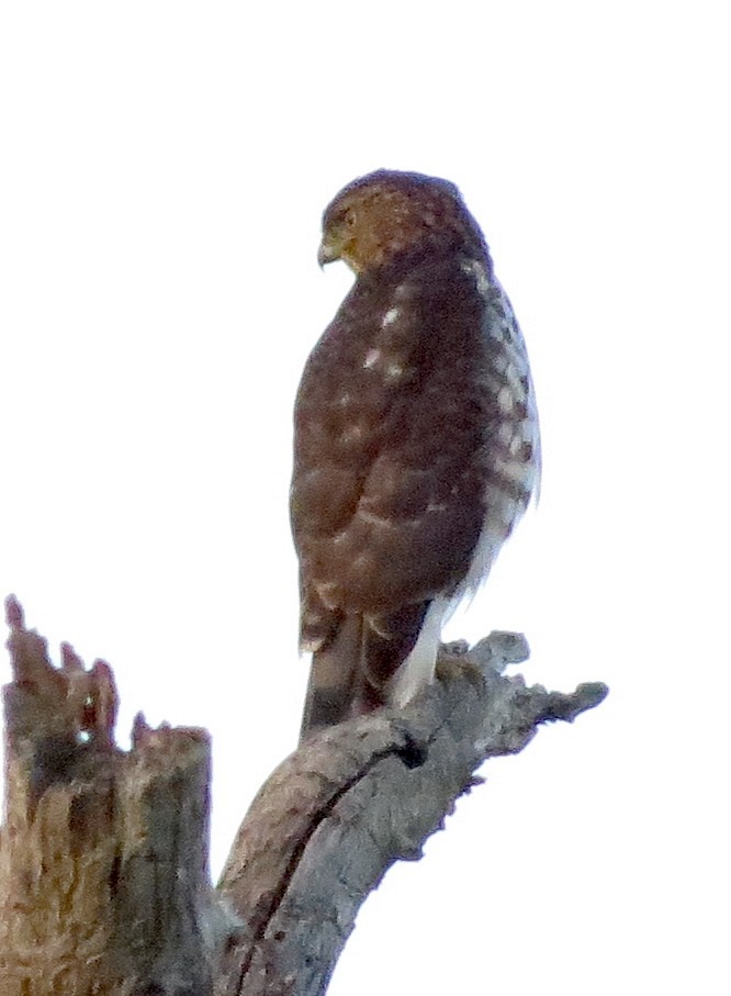 Cooper's Hawk - ML465006381