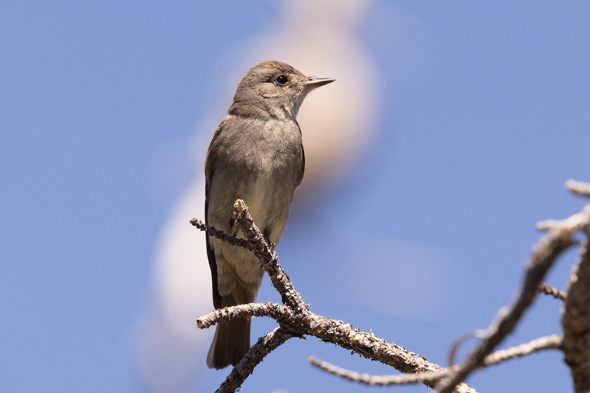 Western Wood-Pewee - ML465007611