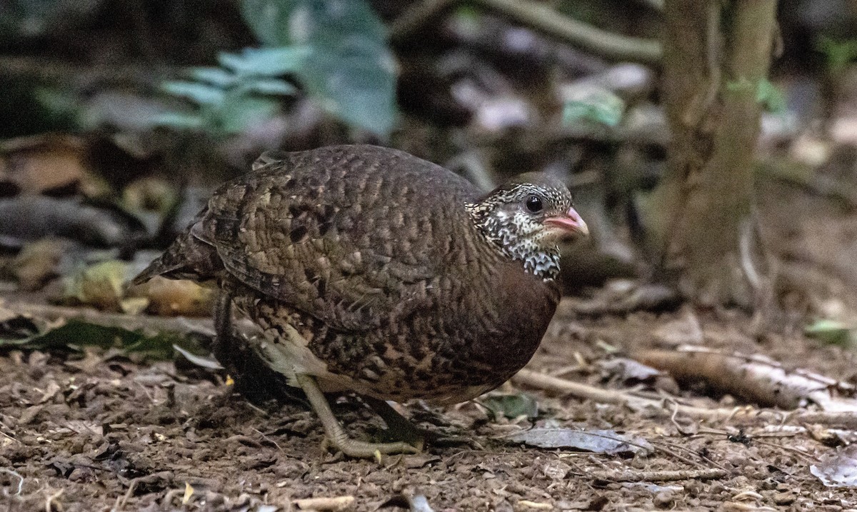 Scaly-breasted Partridge - Cris Heins