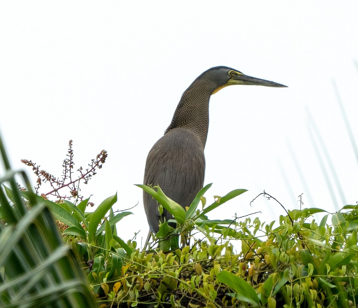 Bare-throated Tiger-Heron - ML465008051