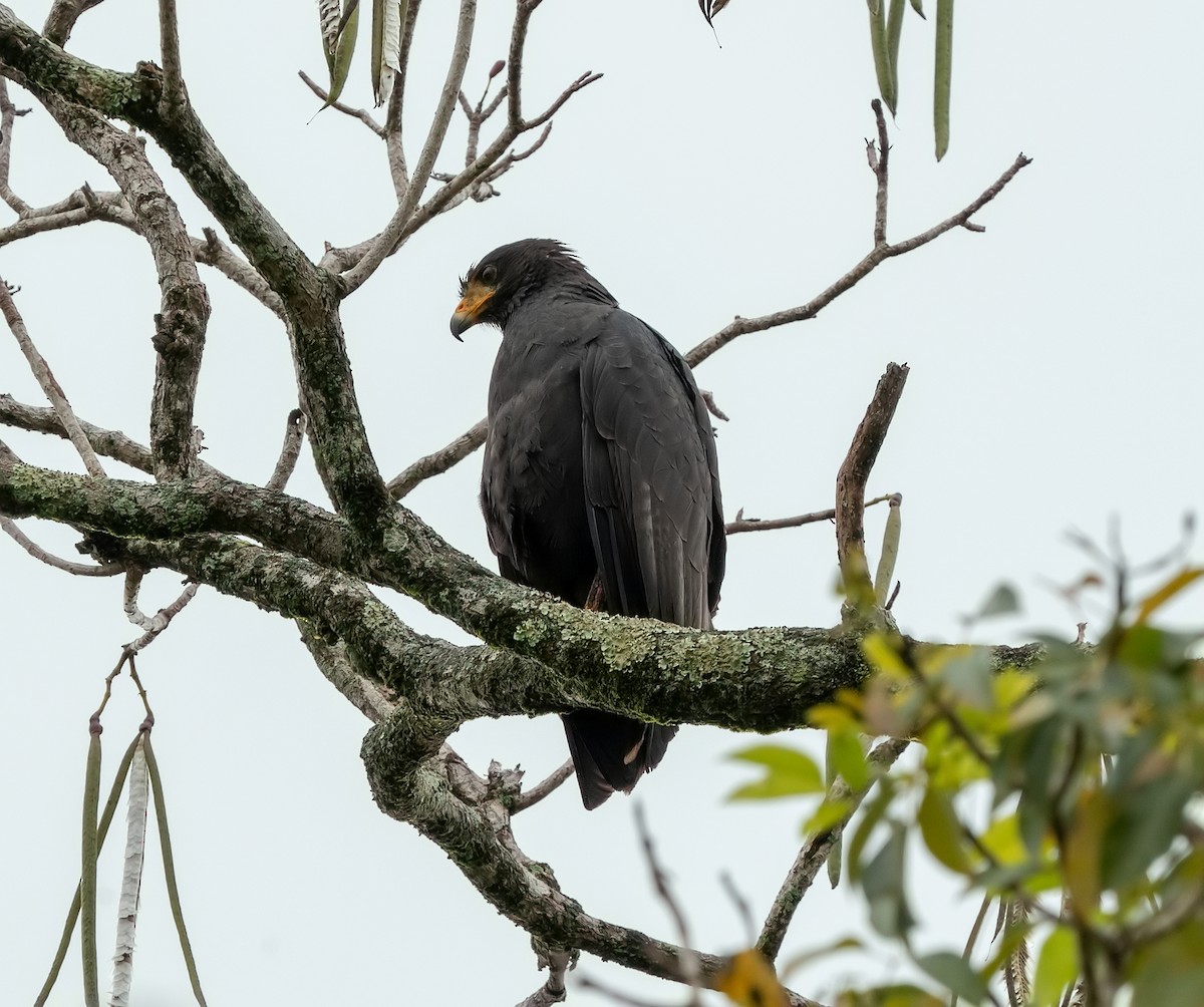 Common Black Hawk - ML465008161