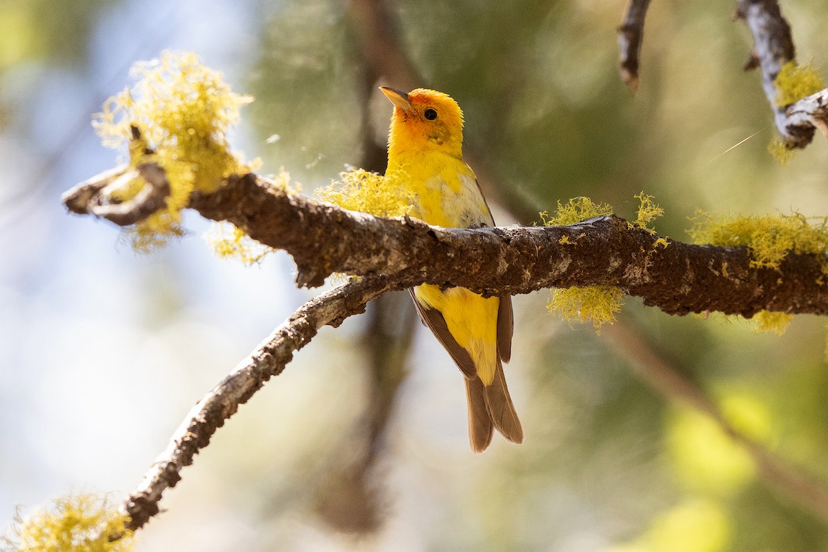 Western Tanager - ML465008301