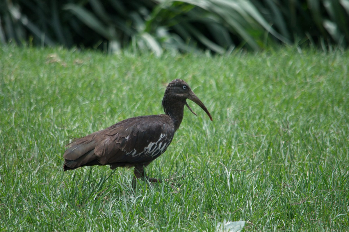 ibis etiopský - ML465008431