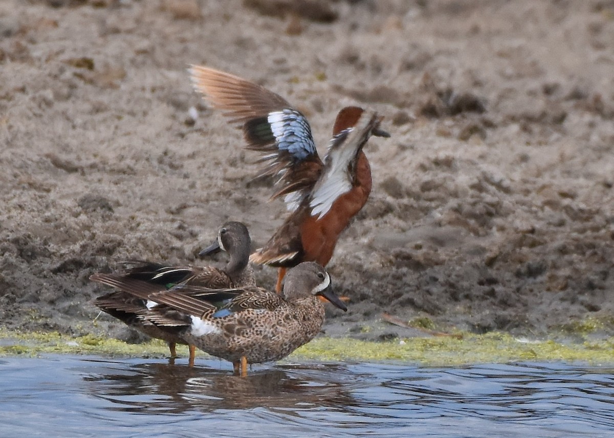 Blue-winged Teal - ML465008751