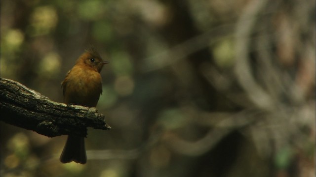 Tufted Flycatcher (Mexican) - ML465009