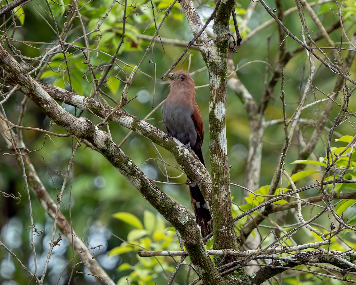 Squirrel Cuckoo - ML465009381