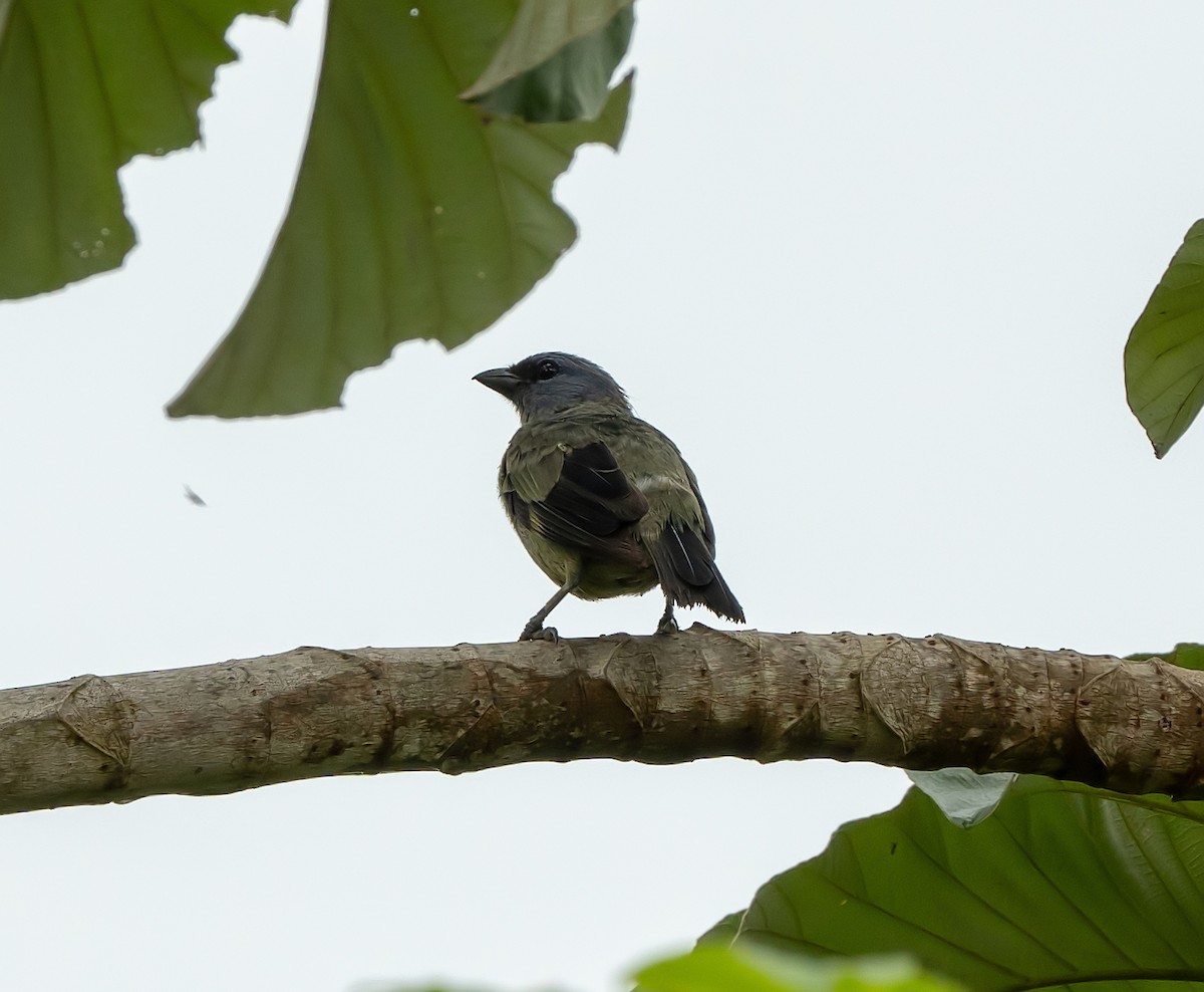 Yellow-winged Tanager - ML465009651