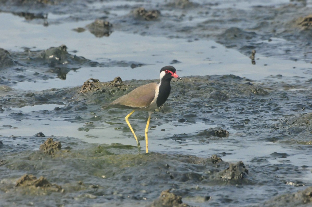 Red-wattled Lapwing - ML465010021