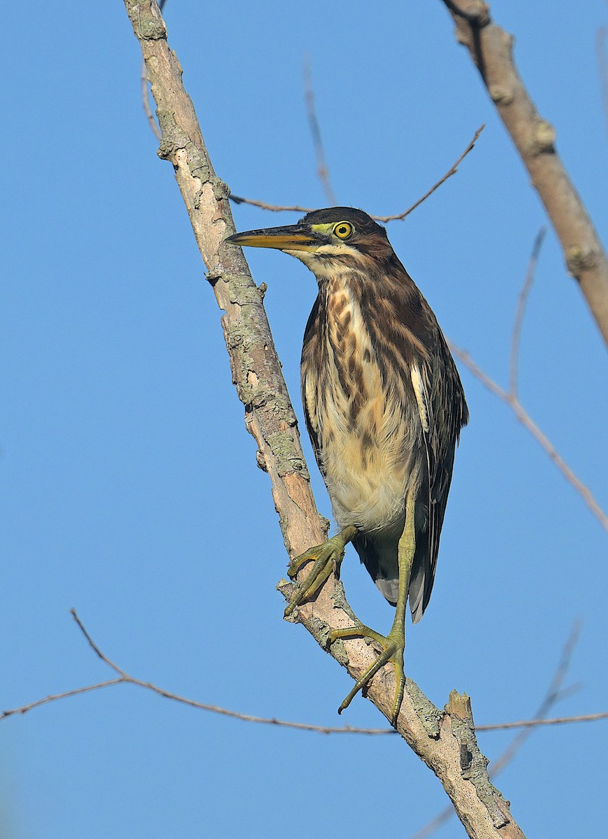 Green Heron - ML465010511