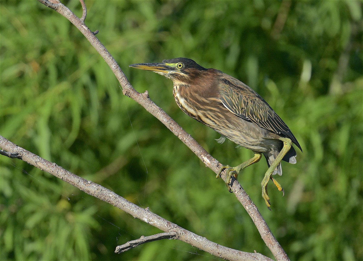 Green Heron - ML465010571