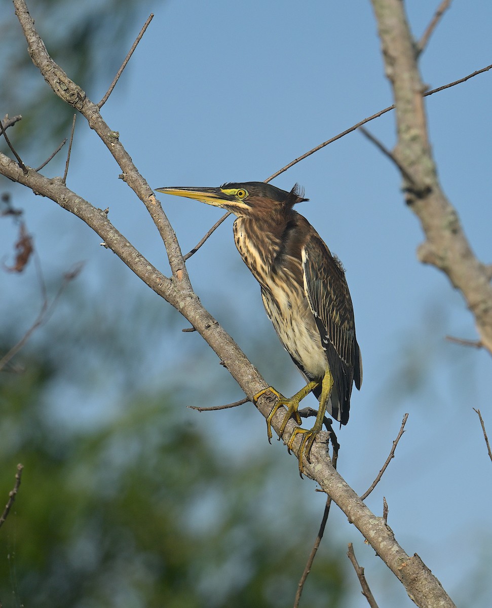 Green Heron - ML465010581