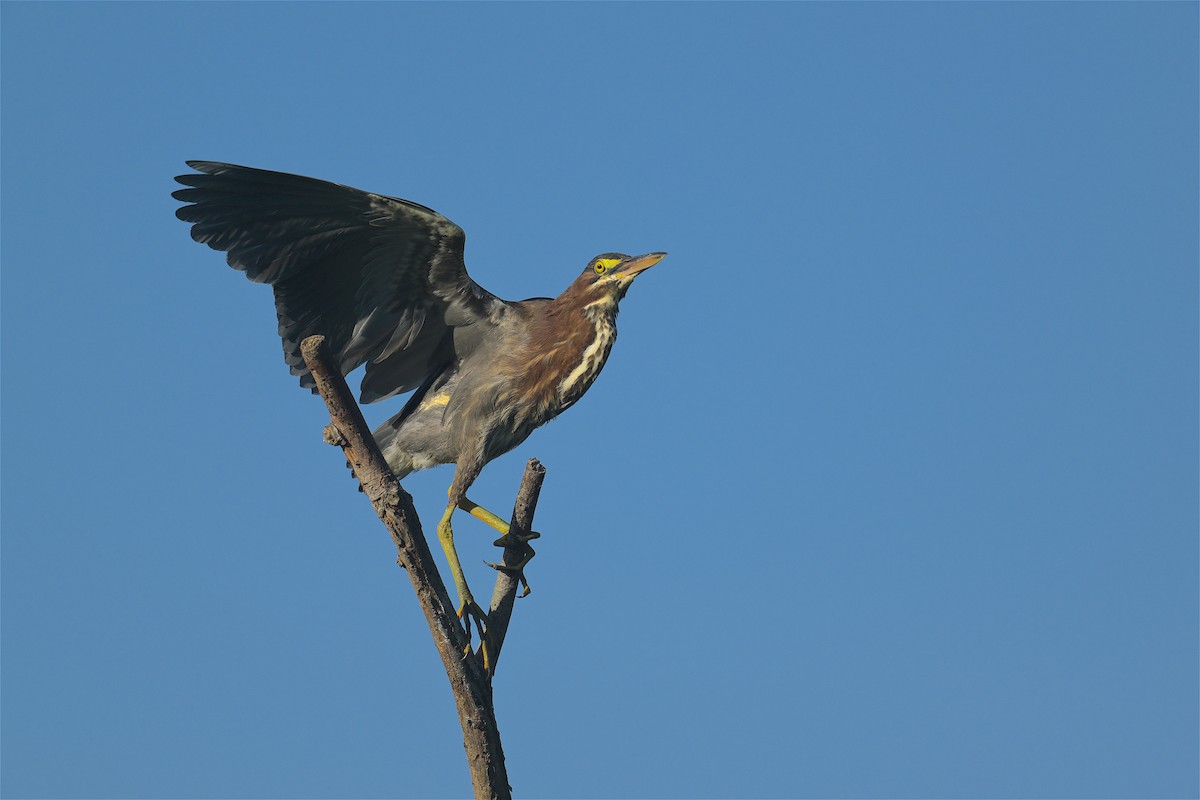 Green Heron - ML465010821