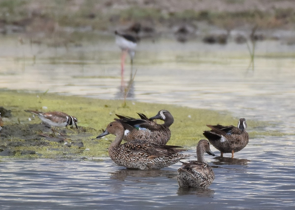 Northern Pintail - Susan Rosine