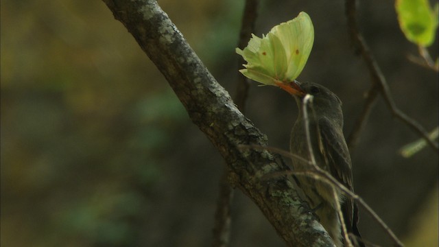 Western Wood-Pewee - ML465012