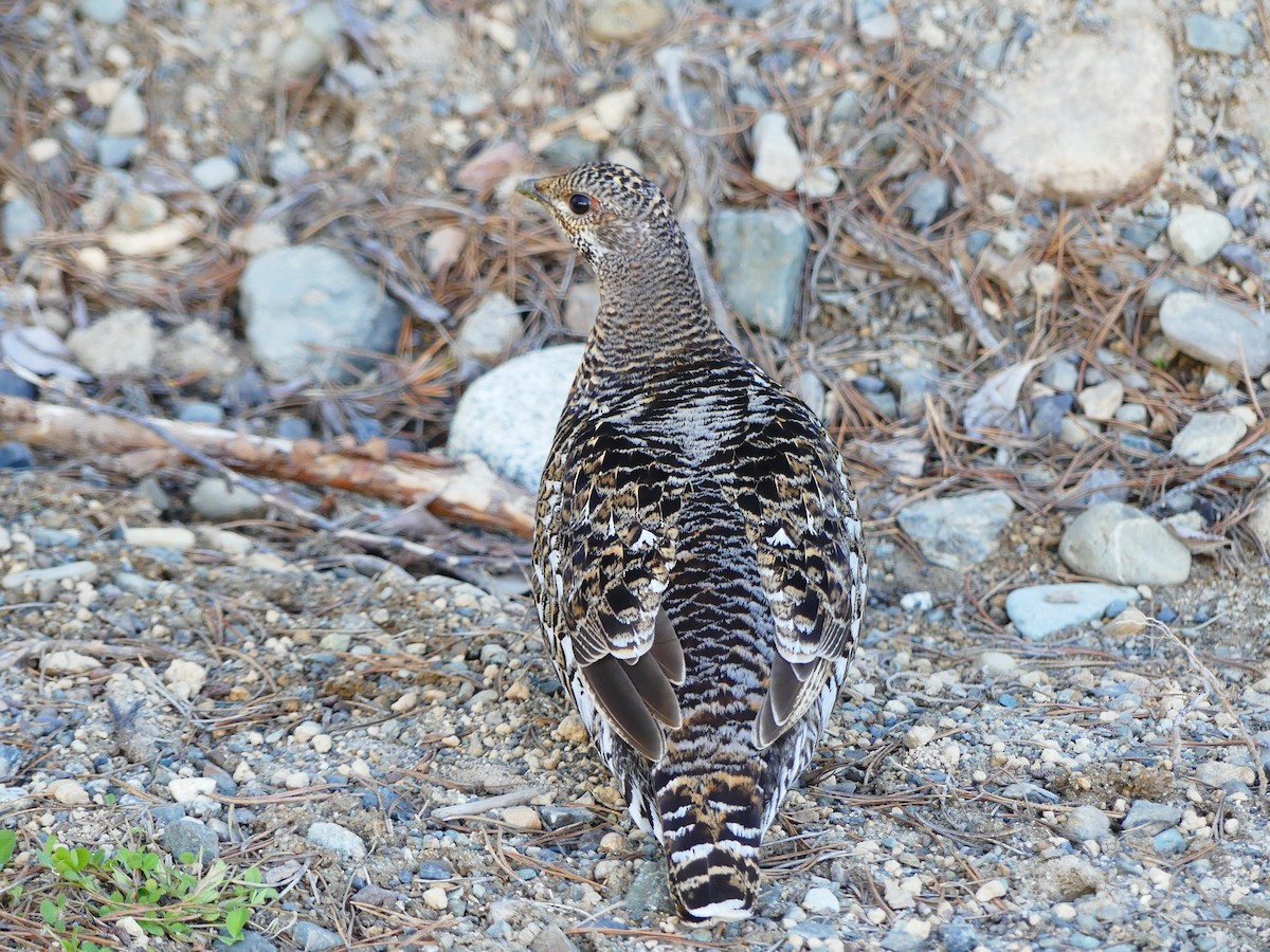 Gallo Canadiense - ML465012201