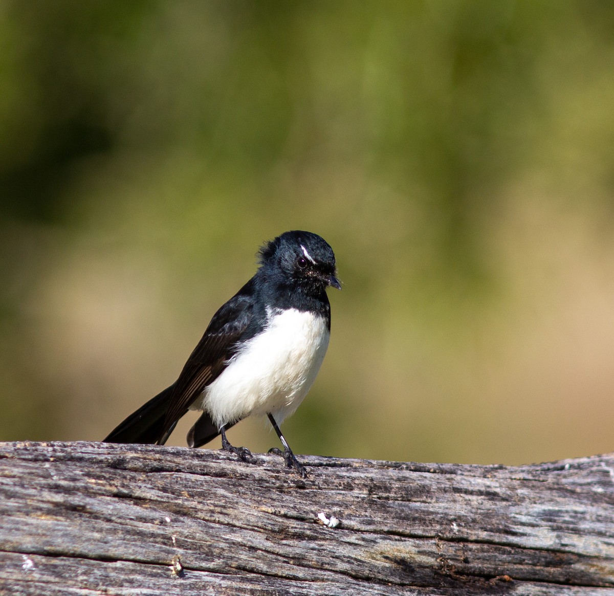 Willie-wagtail - ML465012441