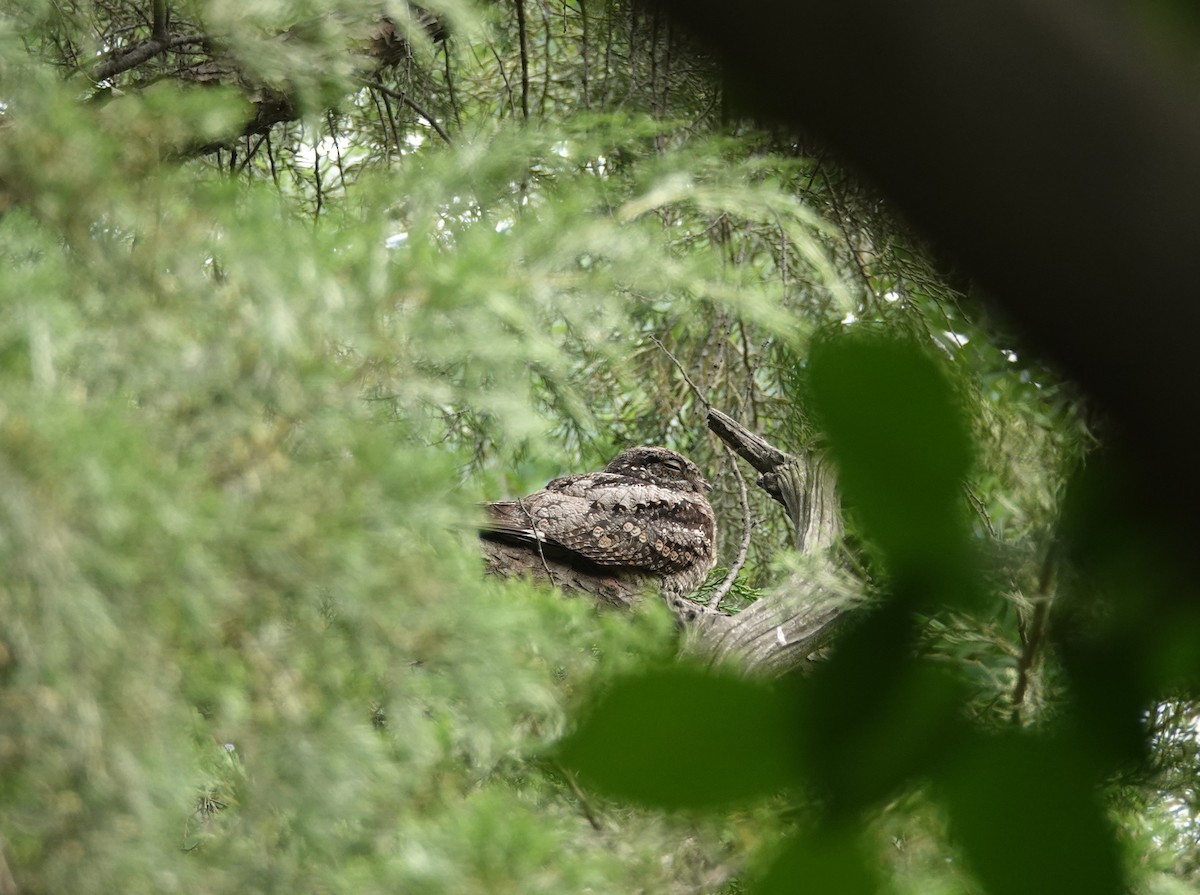 Gray Nightjar - ML465013991