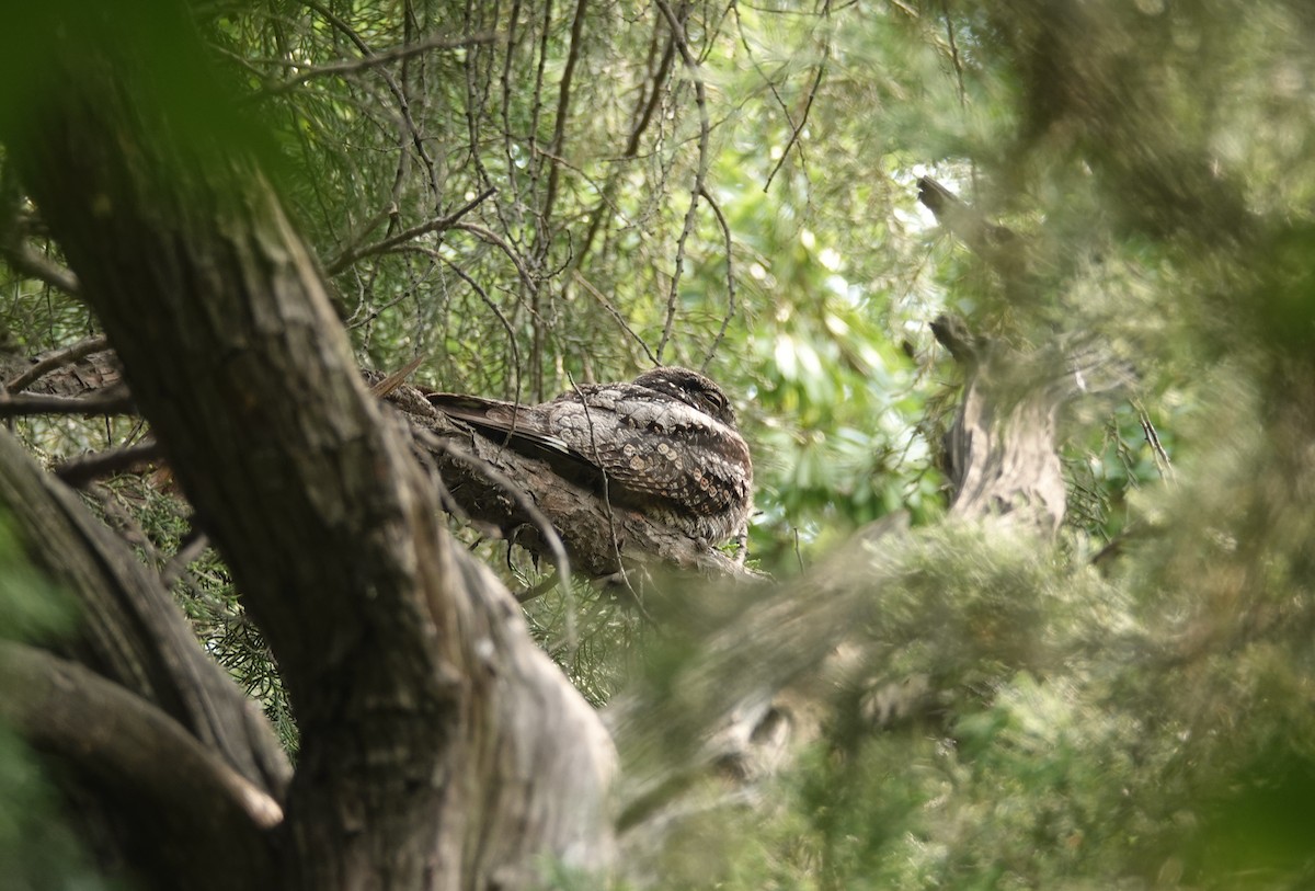 Gray Nightjar - ML465014111