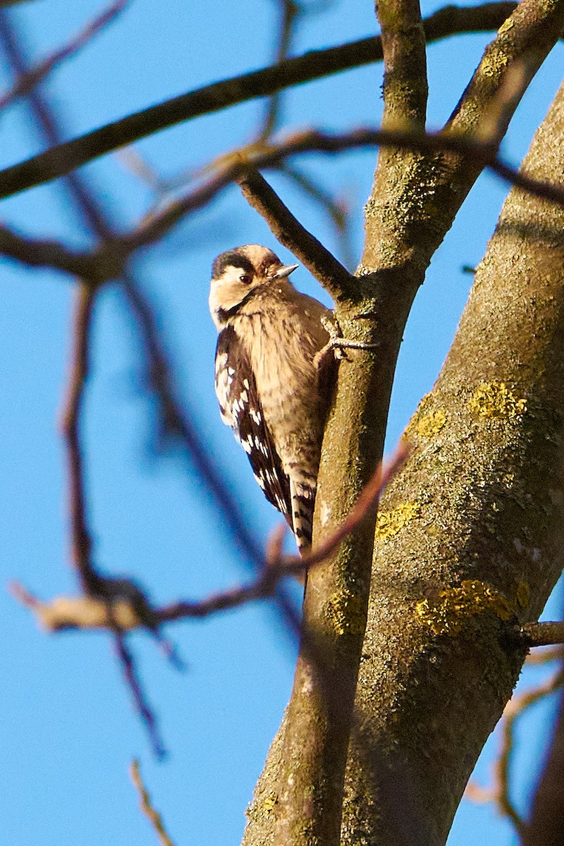 Lesser Spotted Woodpecker - ML465015461