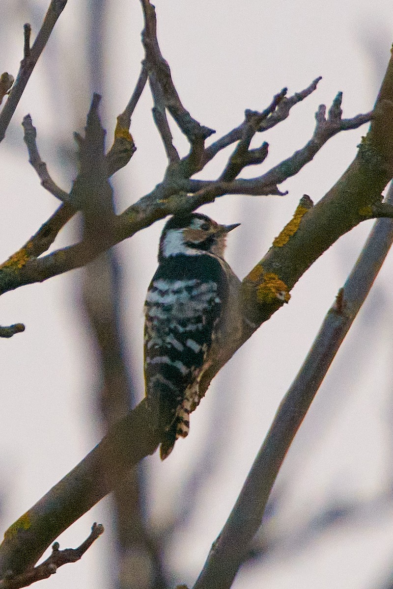 Lesser Spotted Woodpecker - ML465015471