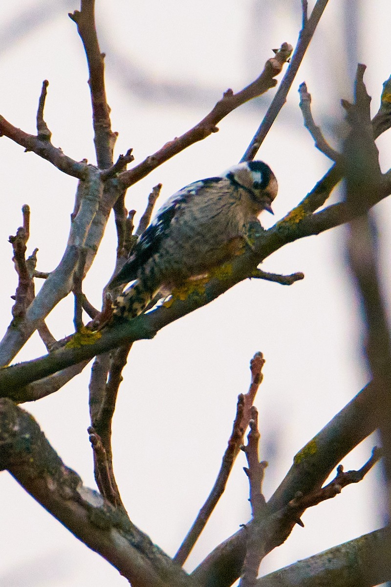 Lesser Spotted Woodpecker - ML465015481