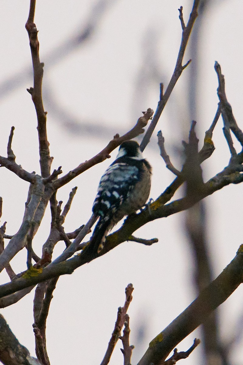 Lesser Spotted Woodpecker - ML465015491