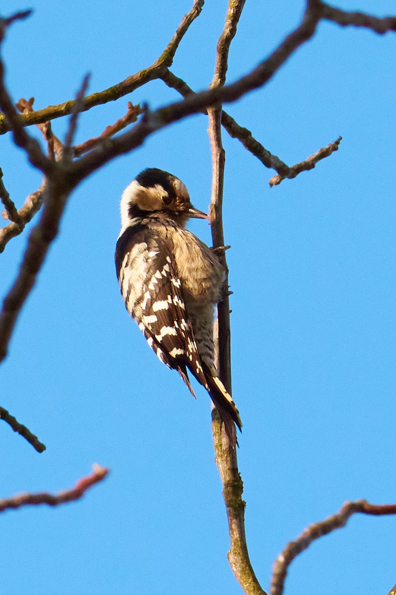 Lesser Spotted Woodpecker - ML465015501