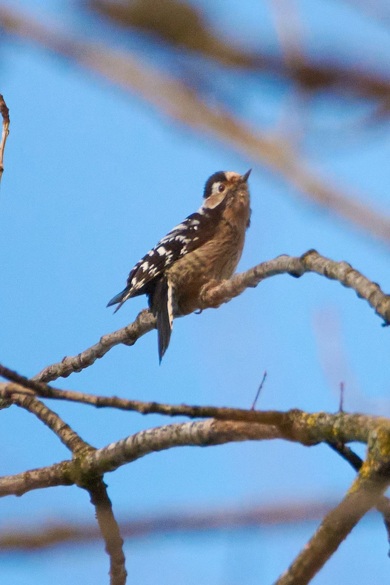 Lesser Spotted Woodpecker - ML465015511