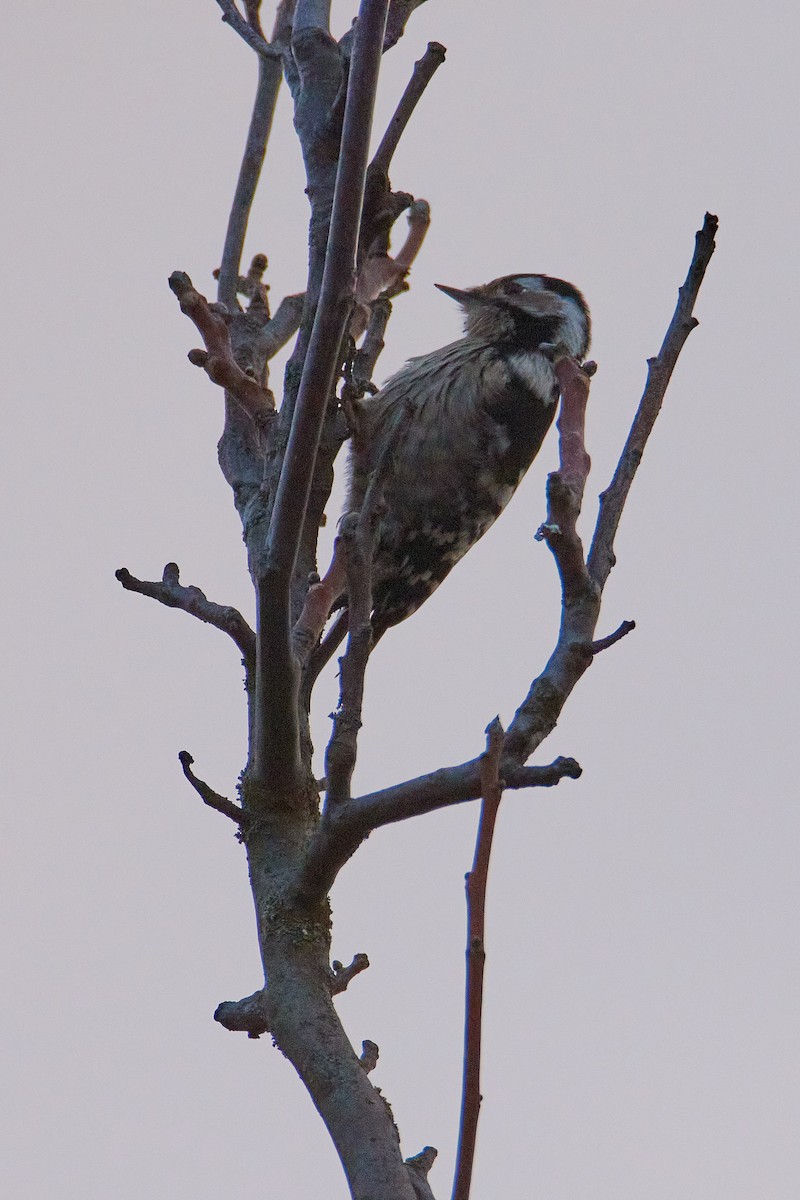 Lesser Spotted Woodpecker - ML465015521