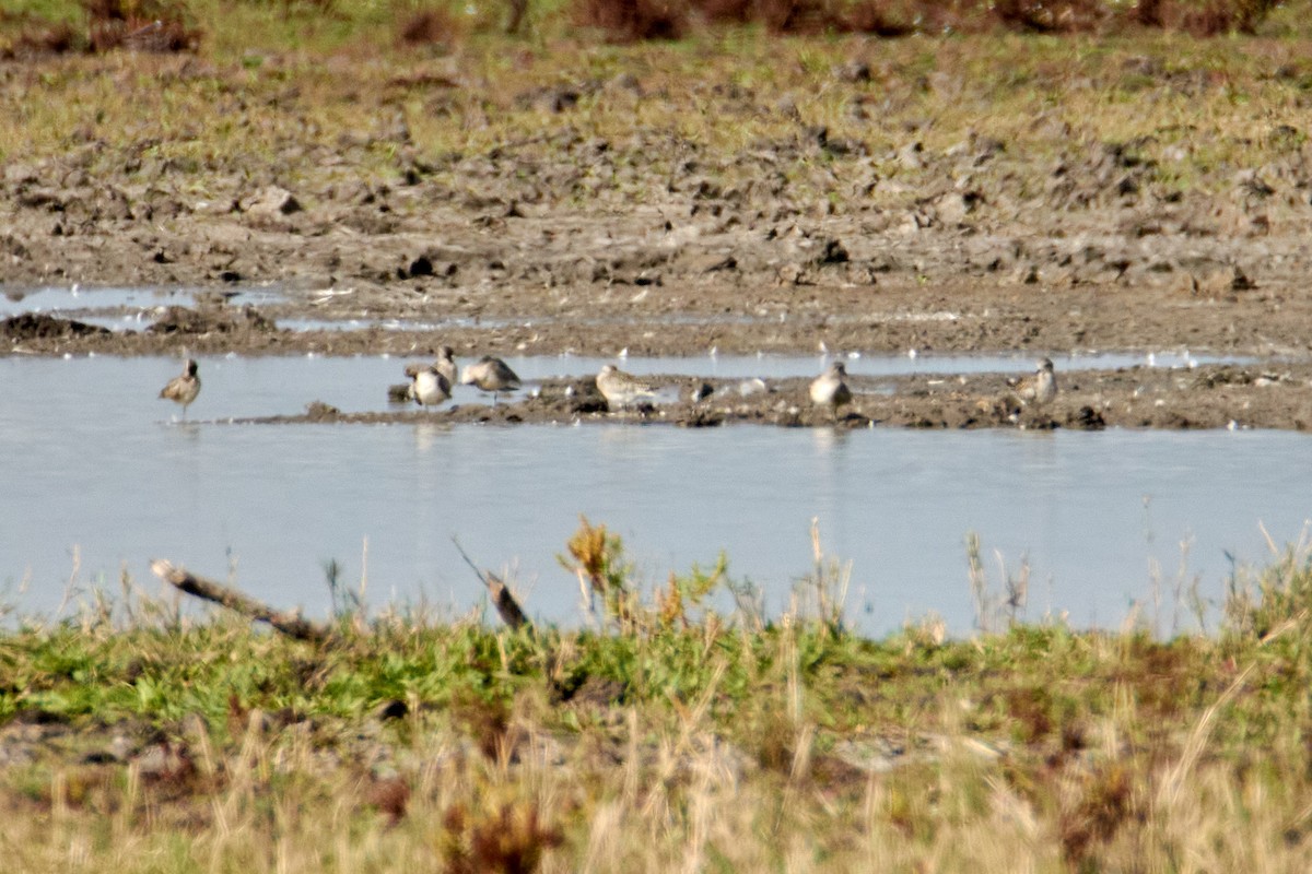 Black-bellied Plover - ML465016711