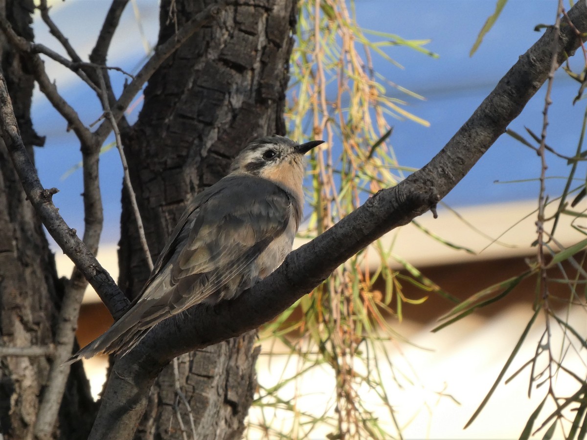 Black-eared Cuckoo - Heidi Krajewsky