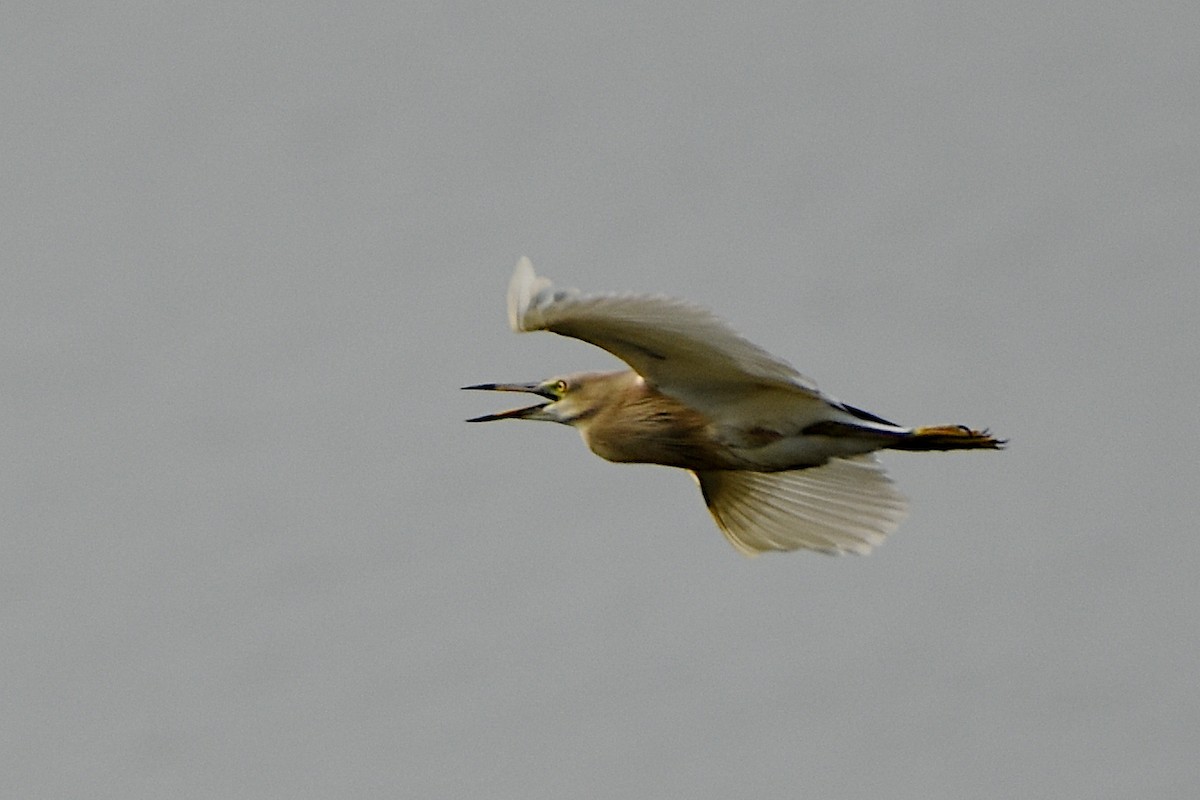 Indian Pond-Heron - Harish Dobhal