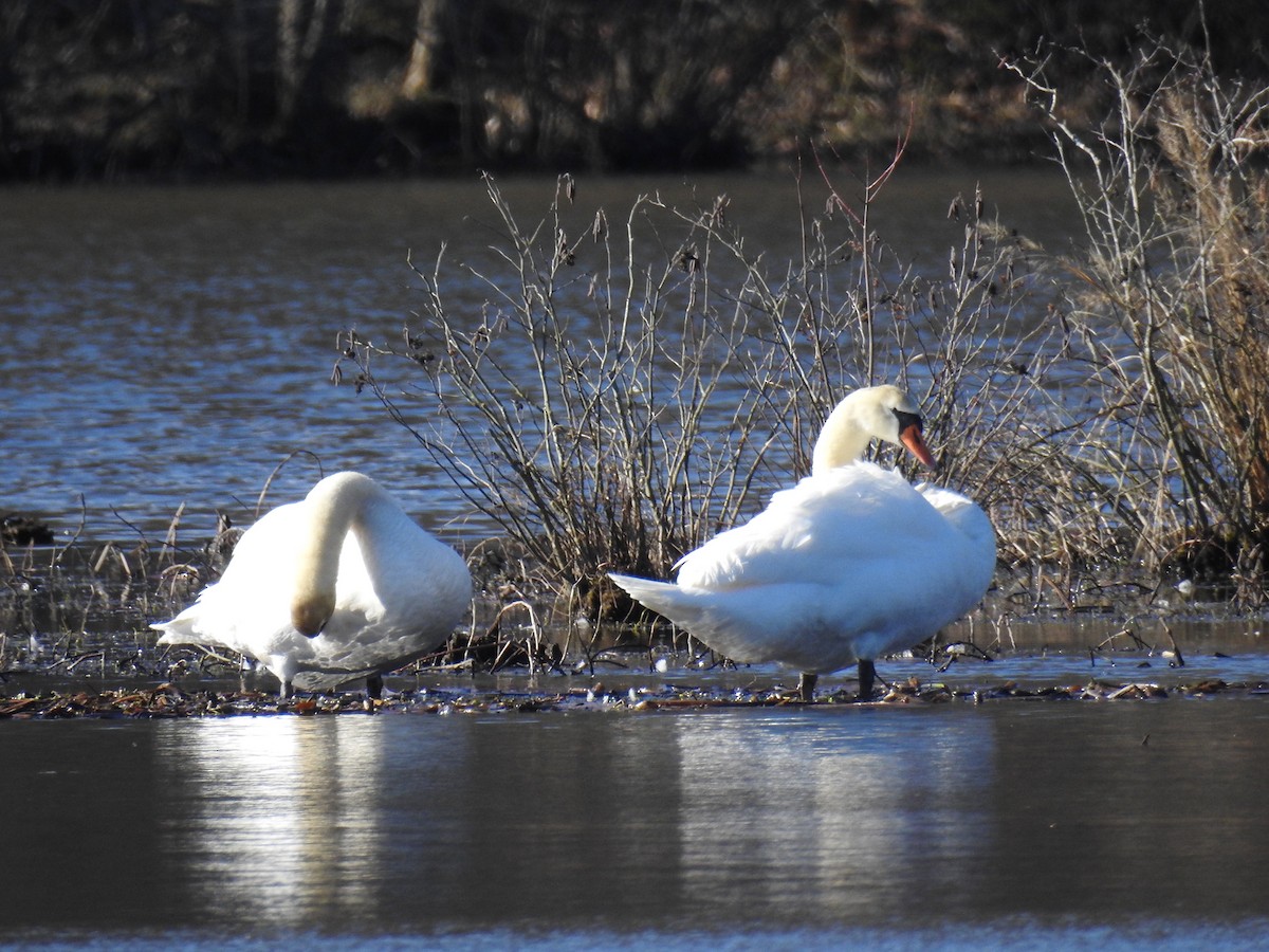 Mute Swan - ML46501731