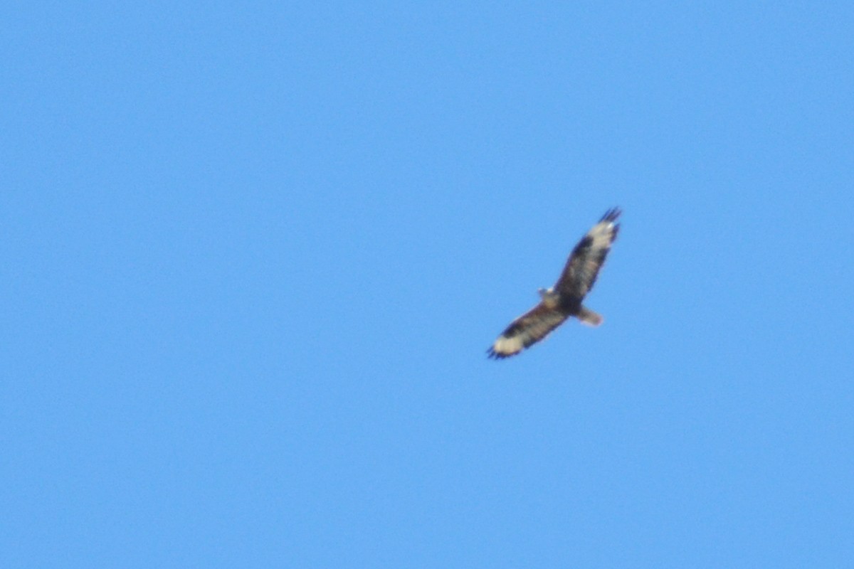 Long-legged Buzzard - Murat Kocas