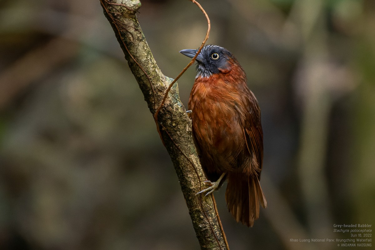 Gray-headed Babbler - Andaman Kaosung