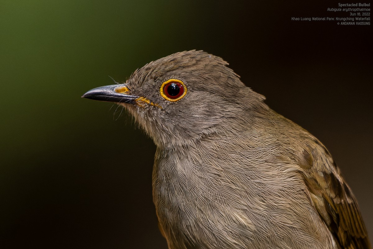 Spectacled Bulbul - ML465018161