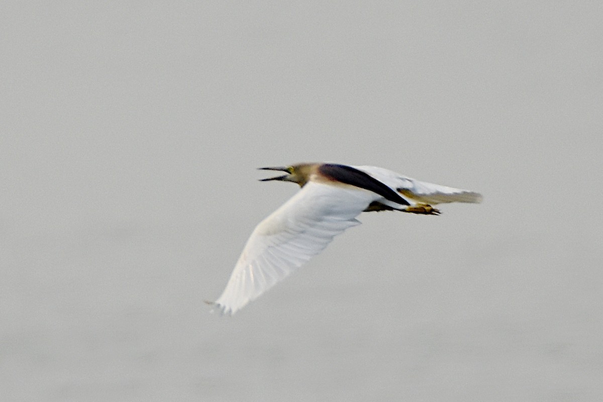Indian Pond-Heron - Ananyaa Dobhal