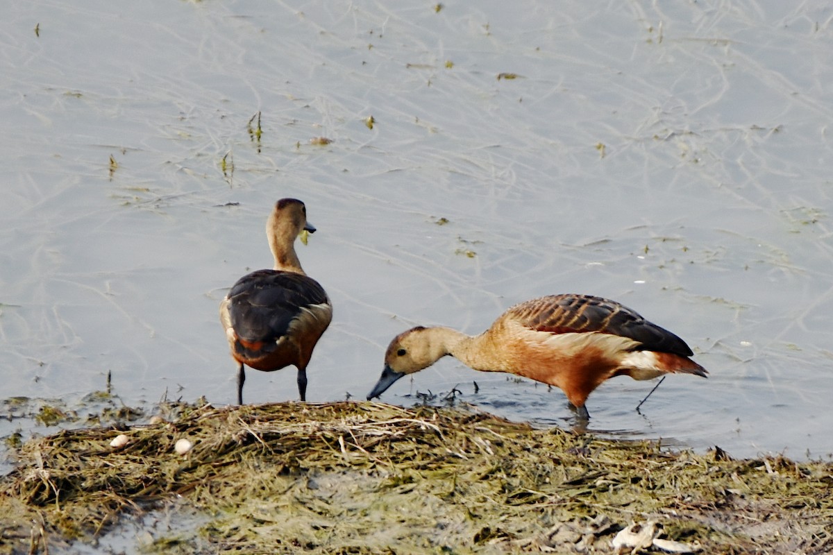 Lesser Whistling-Duck - ML465018401