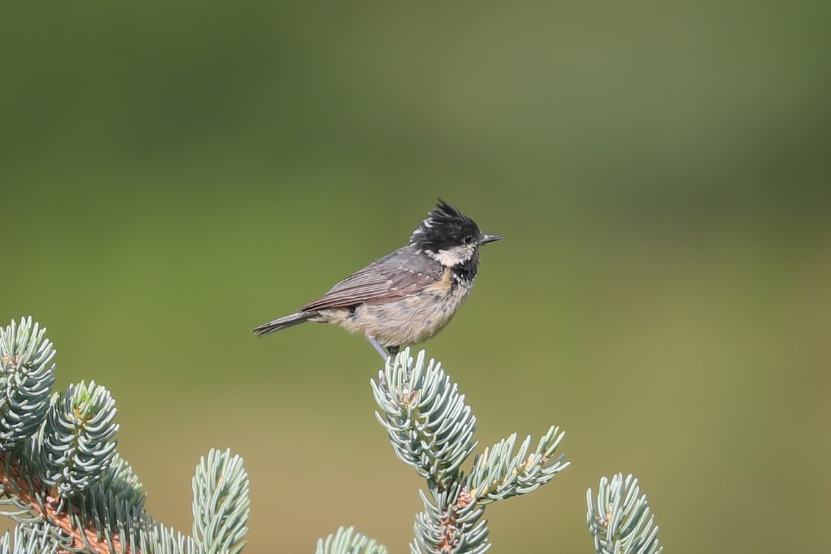 Coal Tit - ML465018741