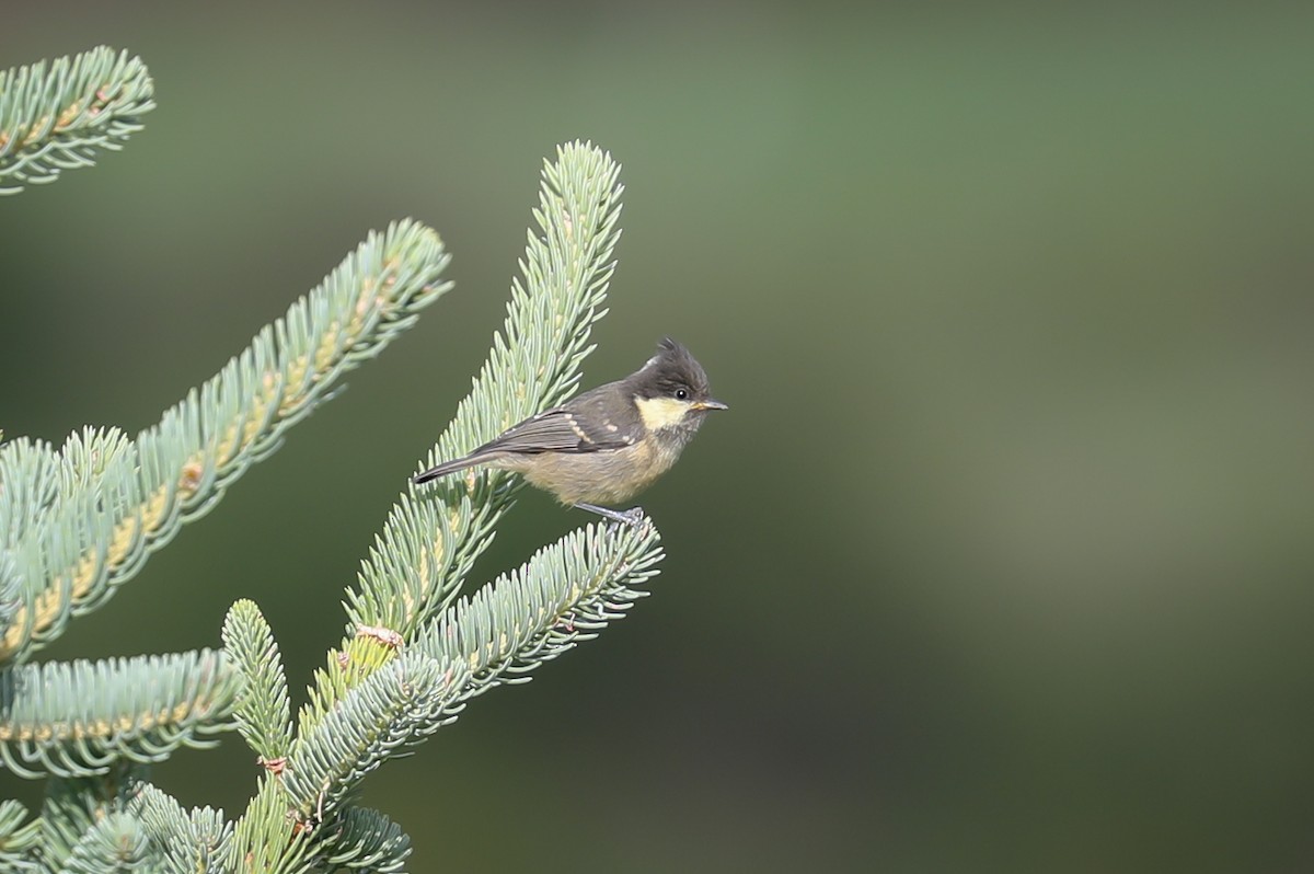 Coal Tit - ML465018751