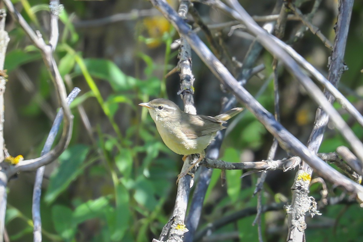 Yellow-streaked Warbler - ML465018961