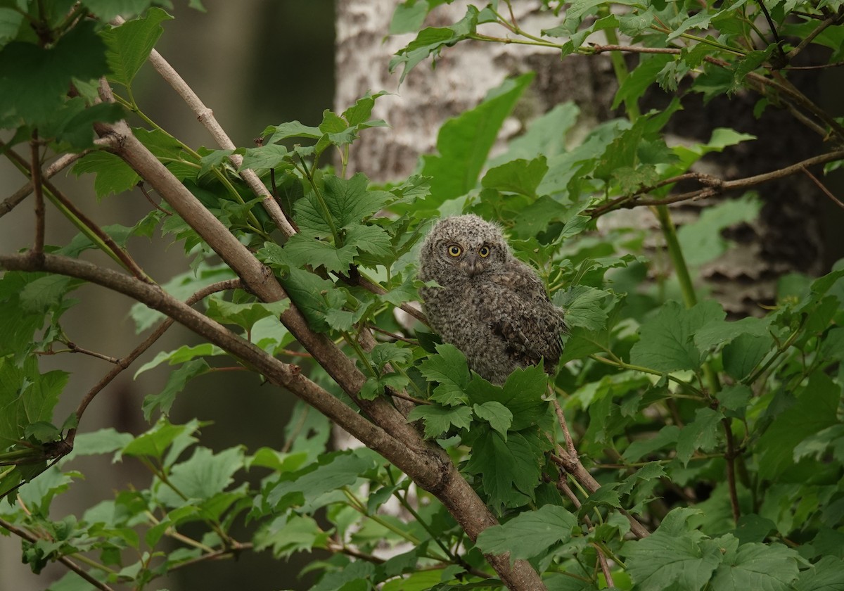 Oriental Scops-Owl - Jun Shuai