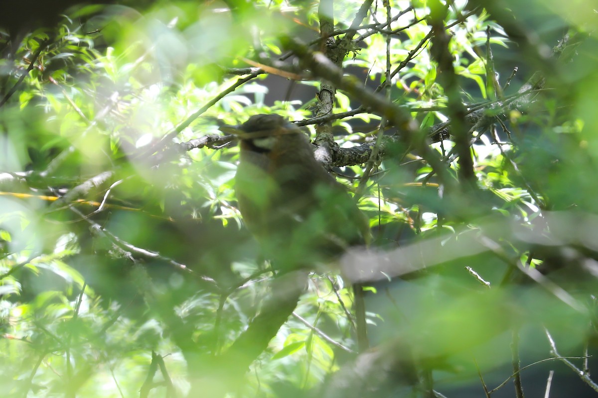 Snowy-cheeked Laughingthrush - ML465019111