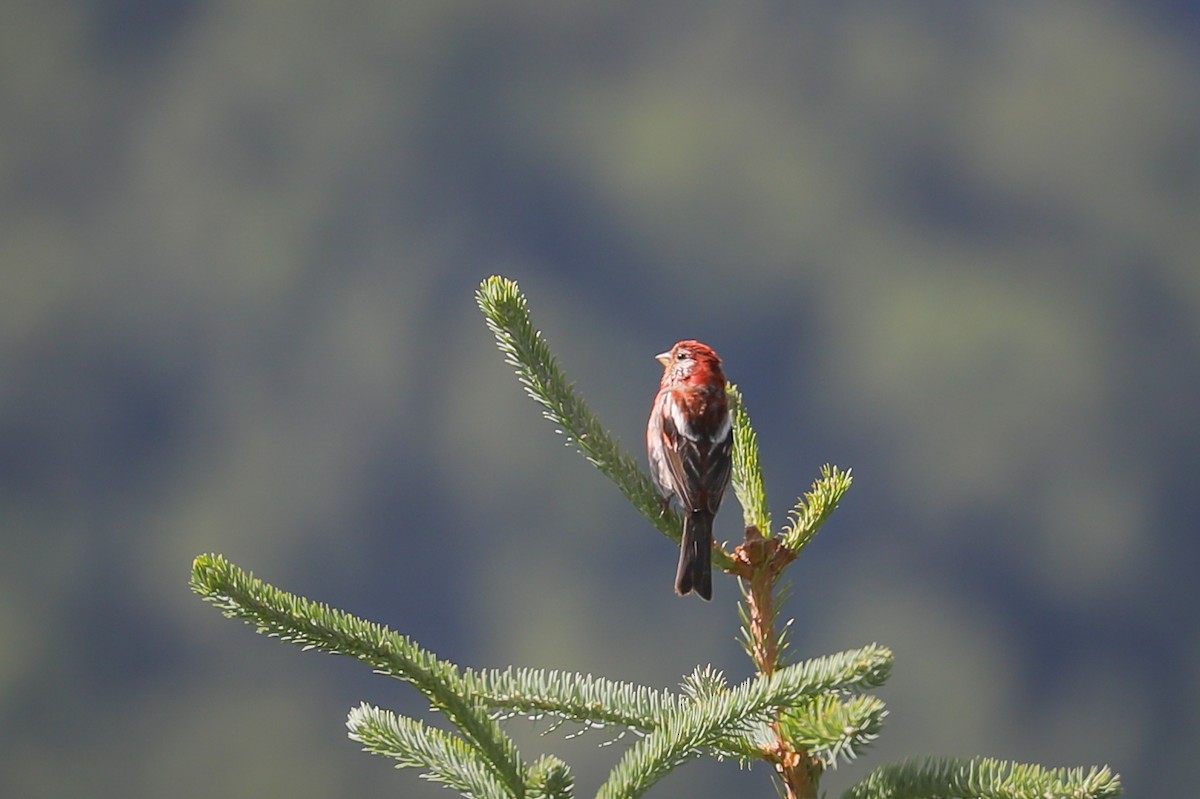 Three-banded Rosefinch - Mengshuai Ge